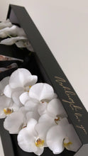 Load image into Gallery viewer, Phalaenopsis Orchids Stem Black Box