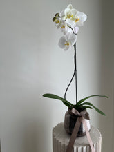 Load image into Gallery viewer, White Orchid Plant
