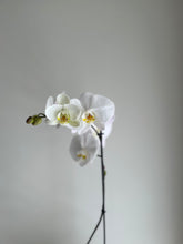 Load image into Gallery viewer, White Orchid Plant
