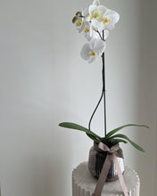 Load image into Gallery viewer, White Orchid Plant
